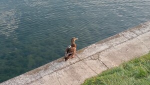 Загадочная утка в Москве