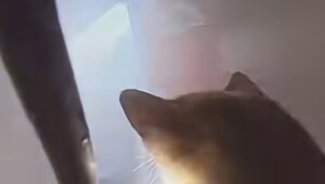 Драматический момент: спасение котов из пожара