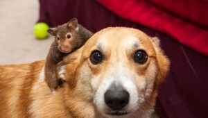 20 примеров невероятной глубины пушистых сердец