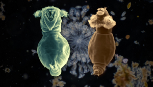 Коловратка: живёт в соседней луже и спит по 25 тысяч лет