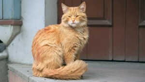 Рыжий. Сказка