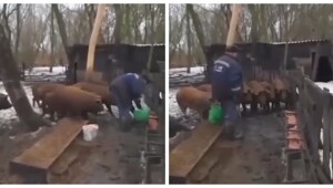 Пенсионер с военным прошлым кормит свиней, отдавая им строгие приказы