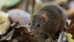 Смерть от секса 