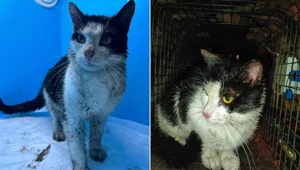 В&nbsp;Санкт-Петербурге неравнодушные люди спасли кота, оказавшегося в заточении внутри набережной канала Грибоедова