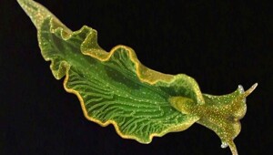 Морской слизень научился красть ДНК водорослей и стал "полурастением"