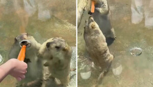 В  зоопарке два сурка устроили нешуточную драку, не поделив морковку