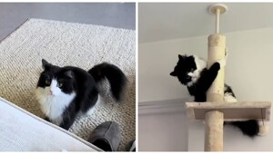 Суетолог в естественной среде обитания