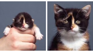 Таймлапс взросления котёнка