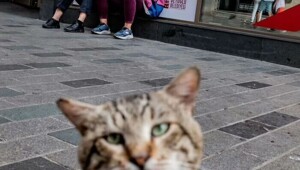 Уличные фото