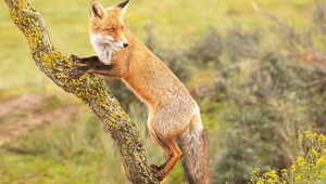 Лисы гораздо удивительнее, чем кажется — вот 31 доказательство