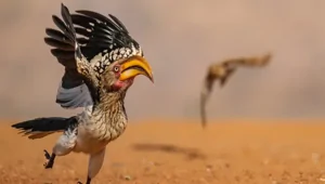 Стыдливый слон и танцующие лемуры: посмотрите на самые смешные фото животных 2025 года!