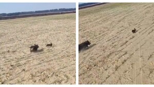 Погоня собаки охотничьей породы за диким зверем