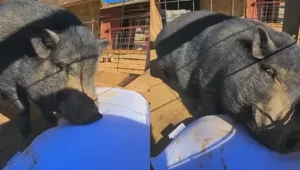 Нашёл счастье: домашний кабанчик стал мегазвездой из-за реакции на подарок хозяйки