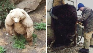 25+ фотографий реальных предметов и живых организмов нестандартно огромных размеров