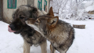 Какие породы собак победят волка или медведя?
