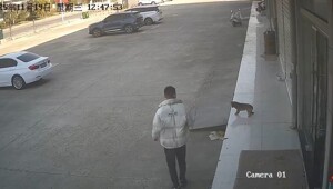 Парень пожалел, что решил обидеть собаку