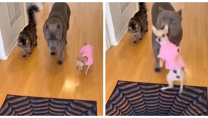 Забавная проверка 3D-пола от собаки