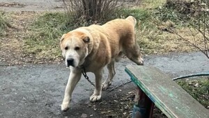 В Сухом Логу полицейский застрелил агрессивного алабая и стал жертвой травли зоозащитников