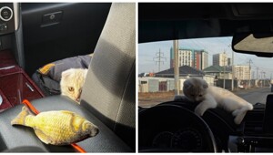 Тариф котокомфорт: к девушке приехал таксист с котёнком