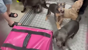 В муринской многоэтажке стая бойцовских собак набросилась на курьера