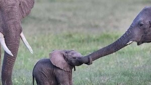 Маленькие слонята ничем не отличаются от детей