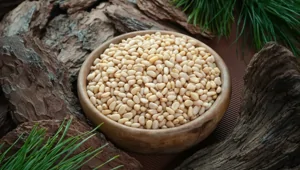 "Щелкунчик": мужчина украл почти 400 килограмм кедровых орехов в Забайкалье