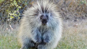 Поркупин:  смертельно опасный зверь, о котором мало кто знает