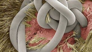 25 примеров того, как неожиданно выглядят под микроскопом привычные вещи