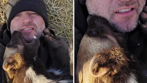 Необычный питомец: мужчина живёт бок о бок с росомахой