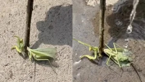 Парень спасает богомола от паразита