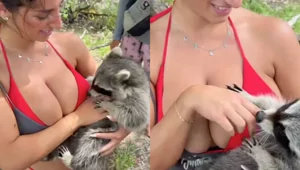 Енот полностью очарован девушкой