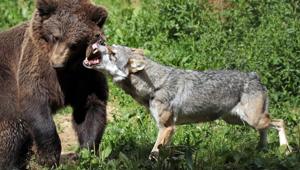 Чем заканчиваются встречи медведей и волков?