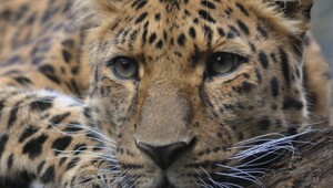 В мире животных. Коты