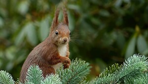 В мире животных. Белки