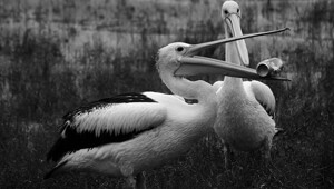 Забавные...1