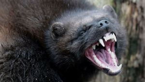 Росомаха: валит оленей и загоняет медведя на дерево