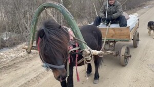 Прелестный трудяжка Памир