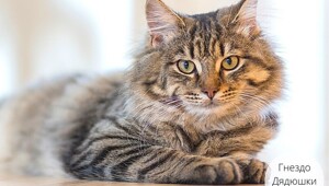 Альфа Котавра