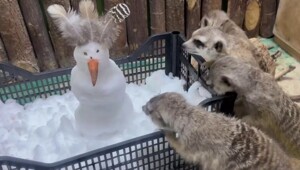 Сурикаты в Челябинском зоопарке впервые увидели снег