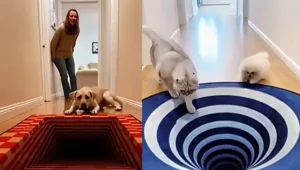 Забавные реакции домашних животных на 3D-ковры с оптической иллюзией