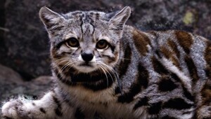 20 природных диковин, от которых перехватывает дыхание