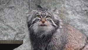 Манул Тимофей успешно завершил процесс зажировки