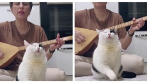 Кот обрёл внутренний покой