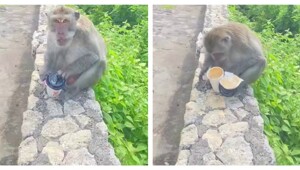 Обезьяна украла стакан с кофе и поплатилась за это