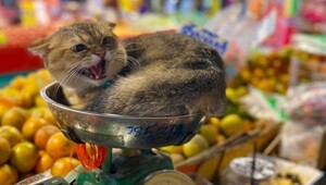 20 умилительных котеек, ухитрившихся оказаться там, где их не должно быть
