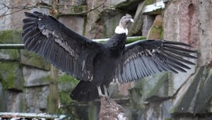 В Московском зоопарке поселились самые крупные хищные птицы - андские кондоры