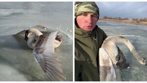 Мужчина спас вмерзшего в лёд лебедя и забрал его на зимовку