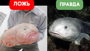 Рыба-капля: почти все фото с ней — фейк