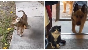 Необычные знакомства домашних питомцев