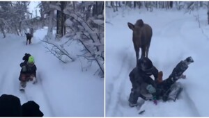 Дети играют в догонялки с лосихой